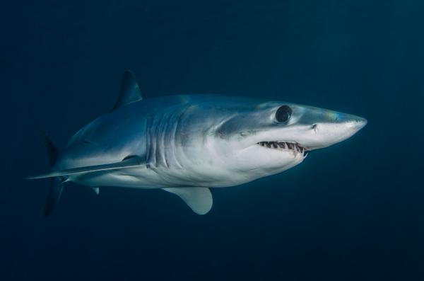 Image for event: Sharks of Long Island
