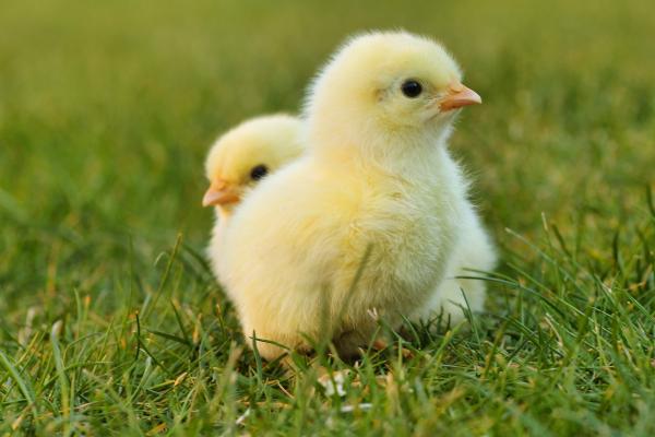 Image for event: Baby Chicks and Stories