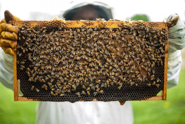 Image for event: Buzz of the Bees