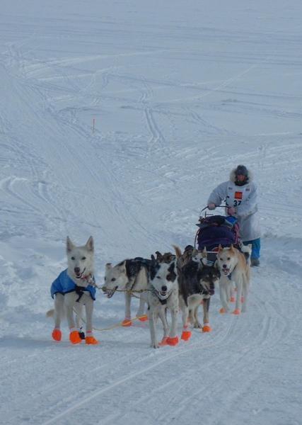 Image for event: Meet a real sled dog!